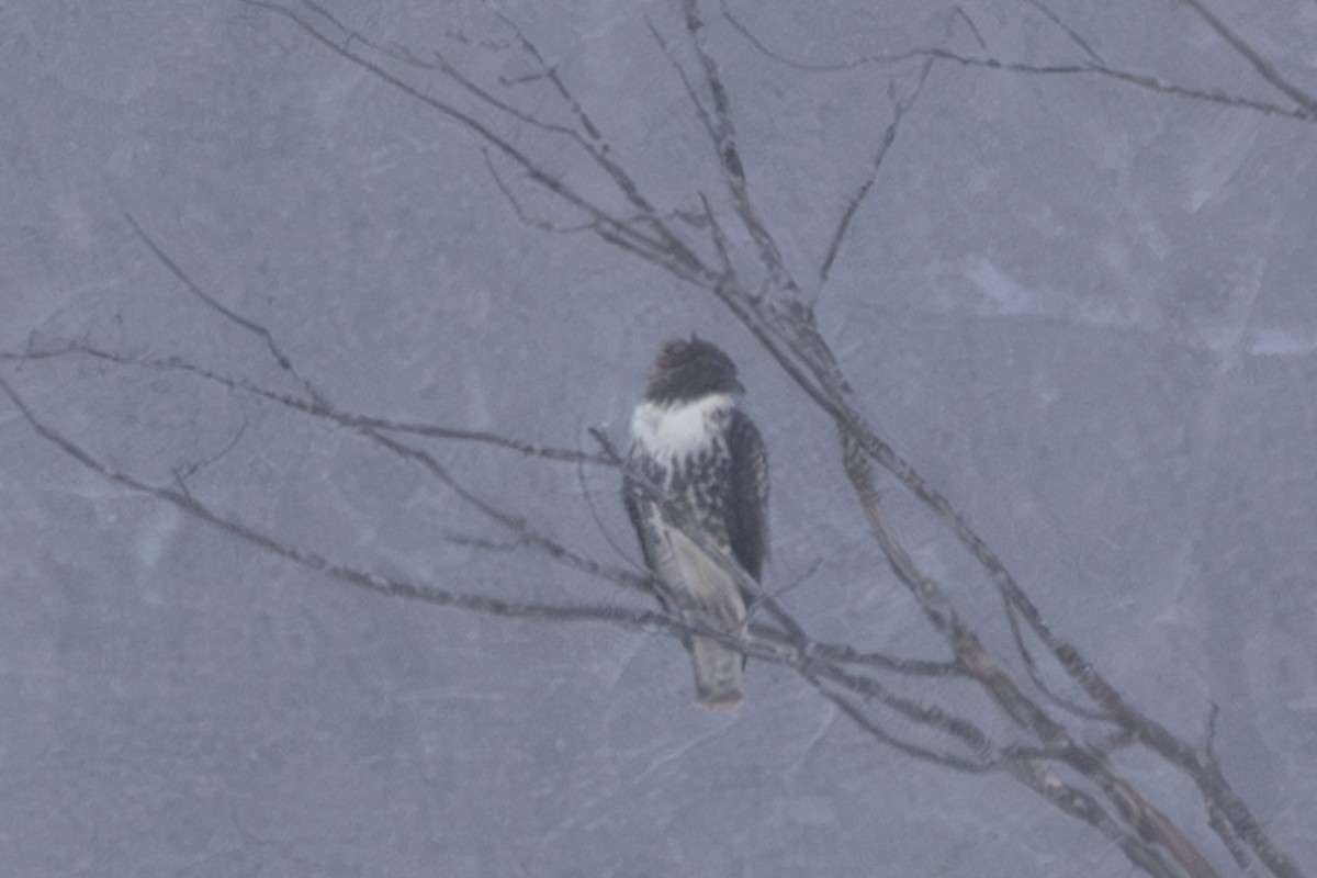 Red-tailed Hawk (abieticola) - ML628956638