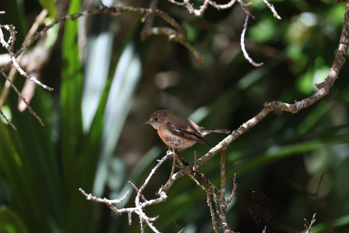 Norfolk Robin - ML628956642