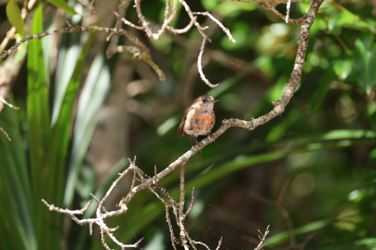 Norfolk Robin - ML628956643