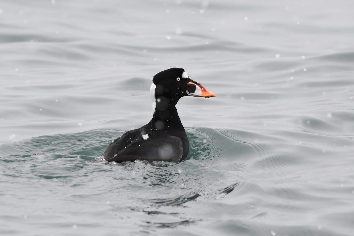 Surf Scoter - ML628956662