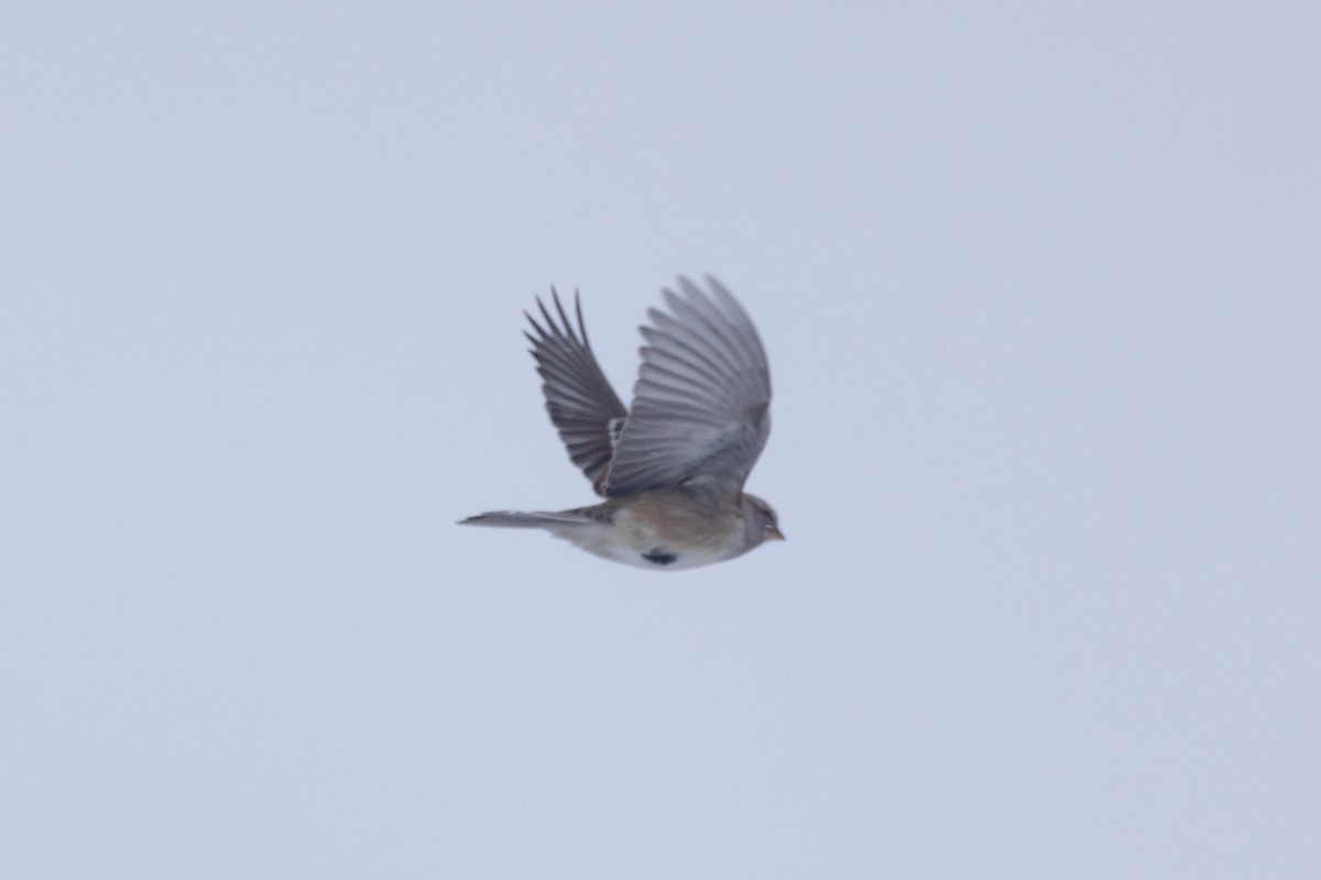 American Tree Sparrow - ML628956783