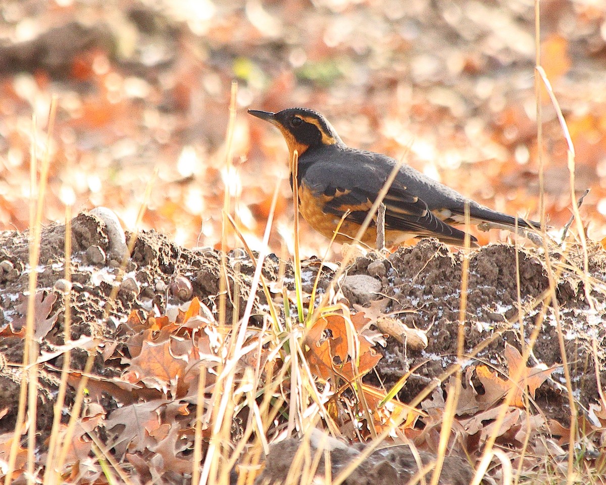 Varied Thrush - ML628956942