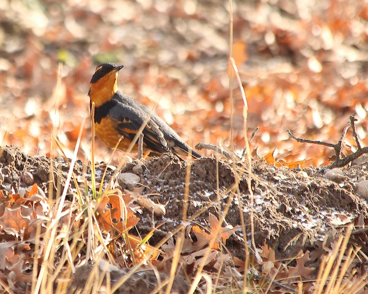 Varied Thrush - ML628956943