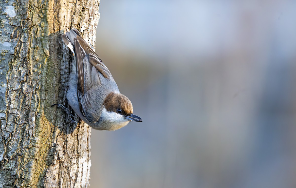 Brown-headed Nuthatch - Pranav Gokhale