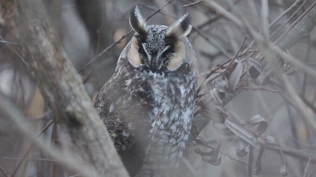 Long-eared Owl (American) - ML628957012