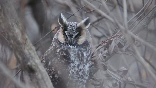 Long-eared Owl (American) - ML628957017