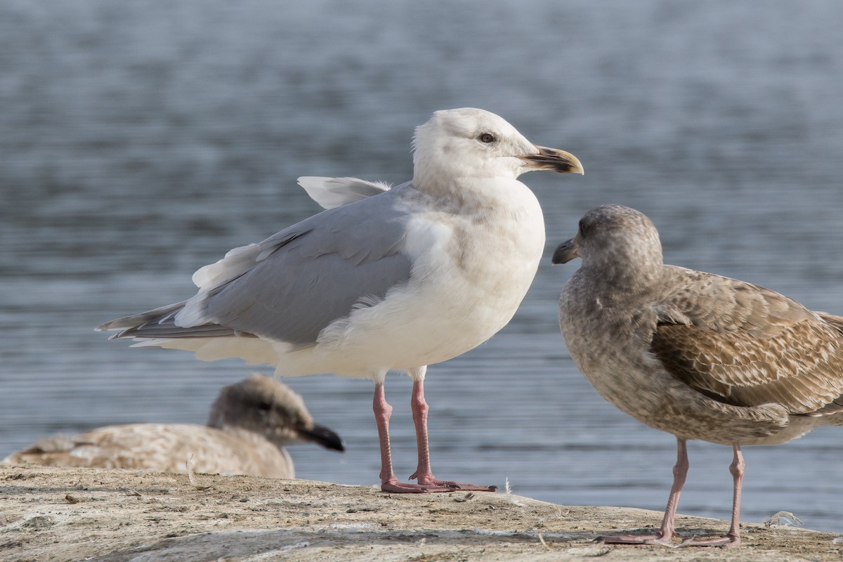 Glaucous-winged Gull - ML628957137
