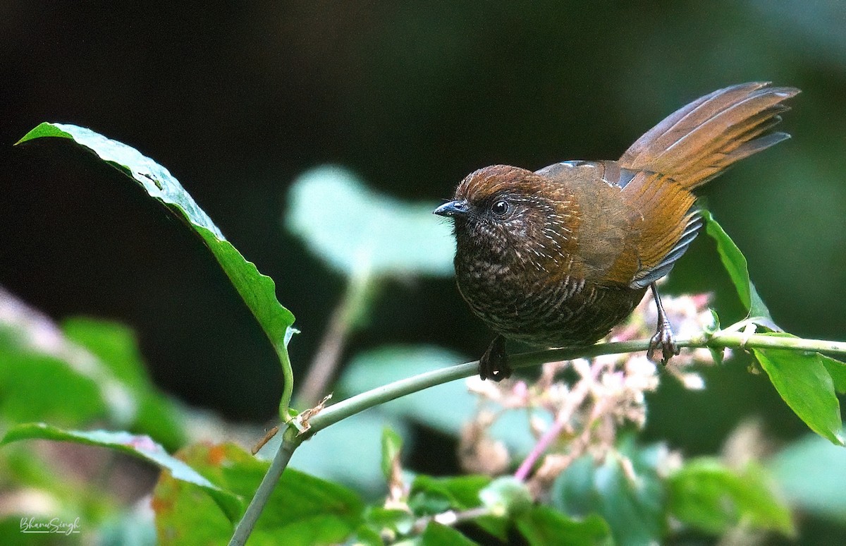 Brown-capped Laughingthrush - ML628957222