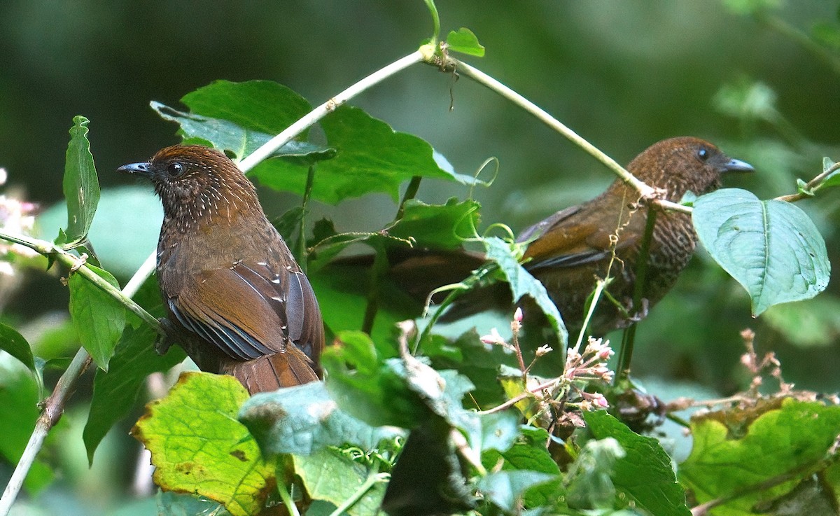 Brown-capped Laughingthrush - ML628957278