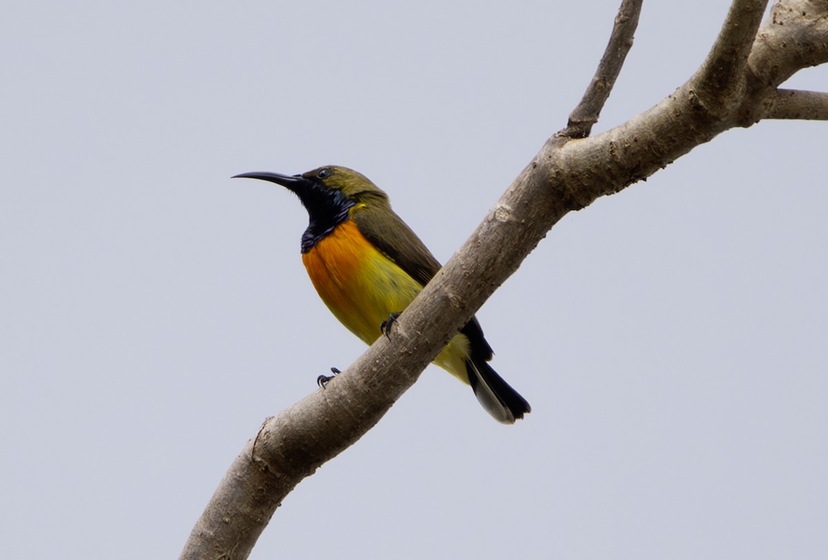 Palawan Sunbird - ML628957345