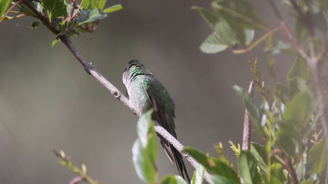 gråbukkolibri - ML628957484