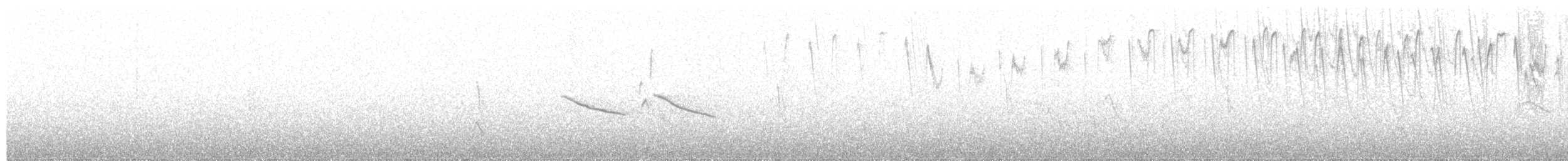 gråbukkolibri - ML628957506