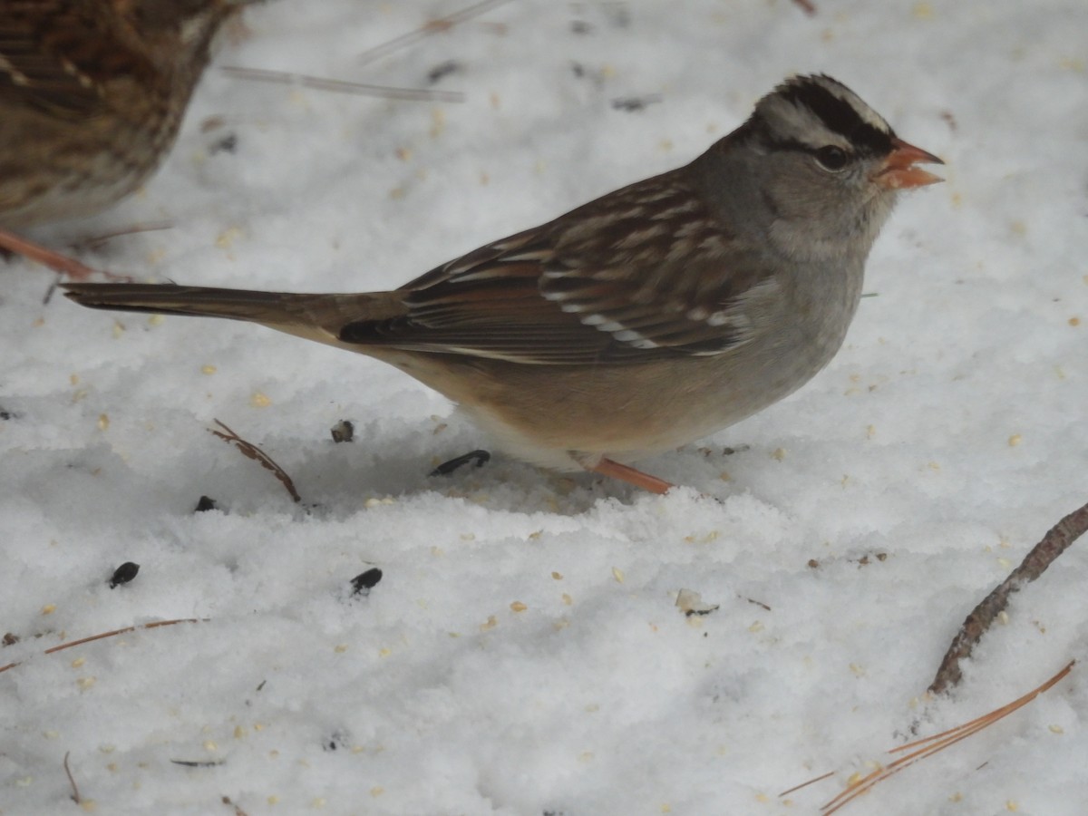 White-crowned Sparrow - ML628957655