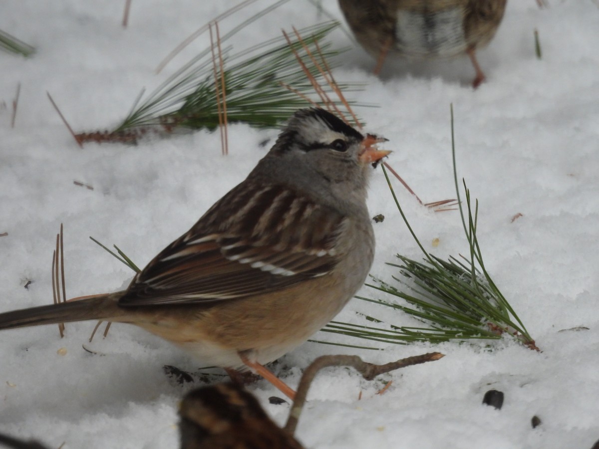 White-crowned Sparrow - ML628957659
