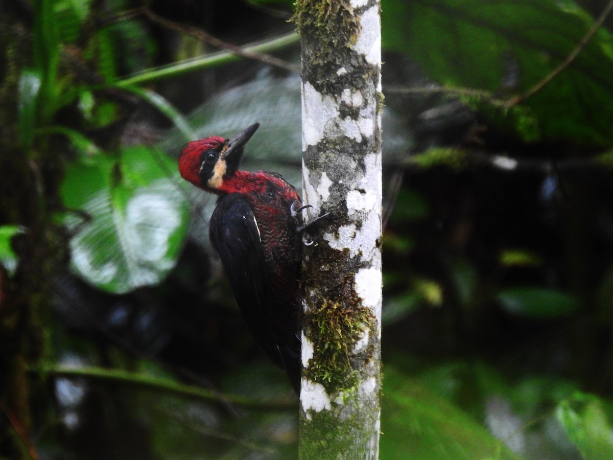 Crimson-bellied Woodpecker - ML628957697