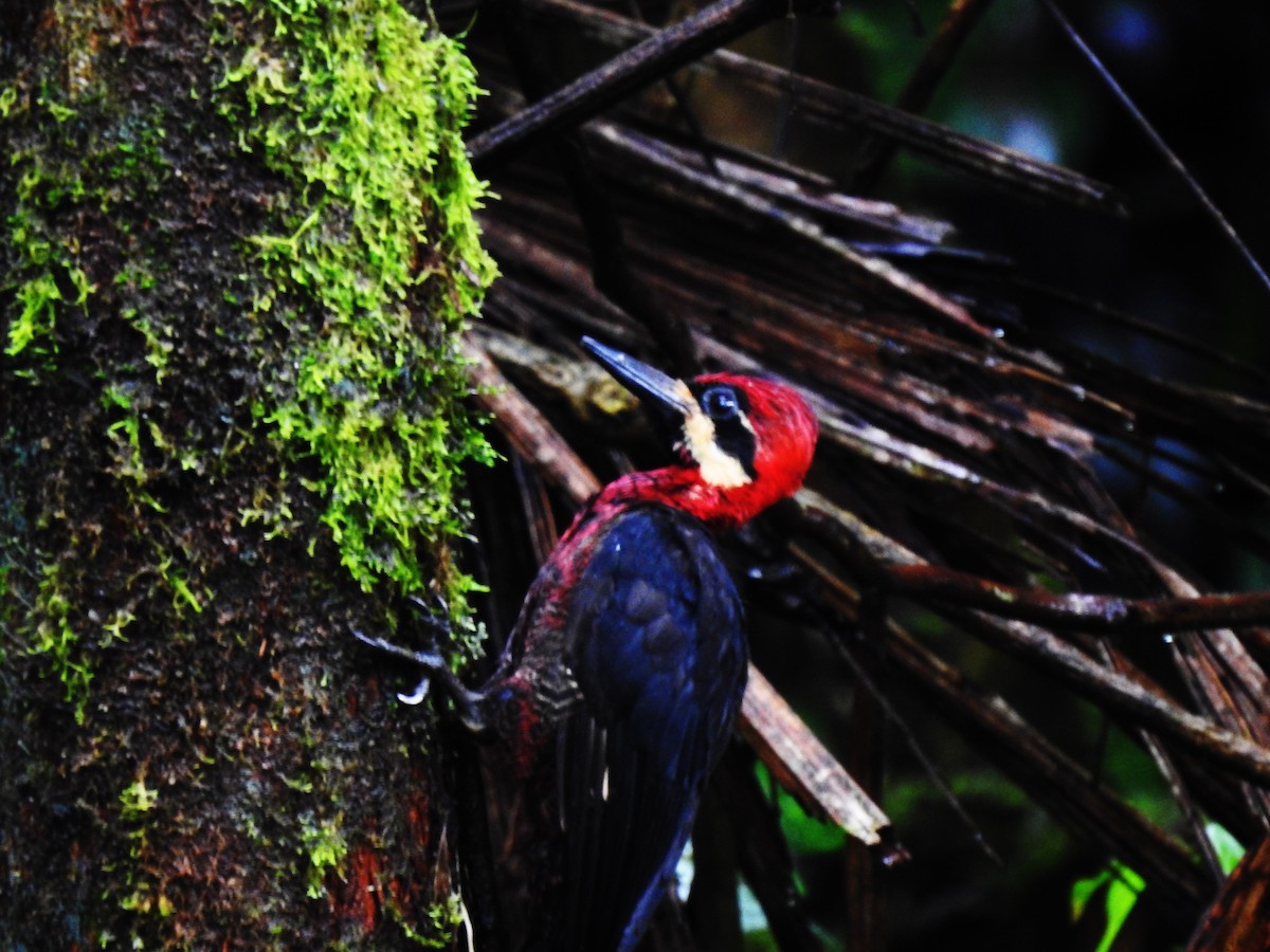 Crimson-bellied Woodpecker - ML628957698