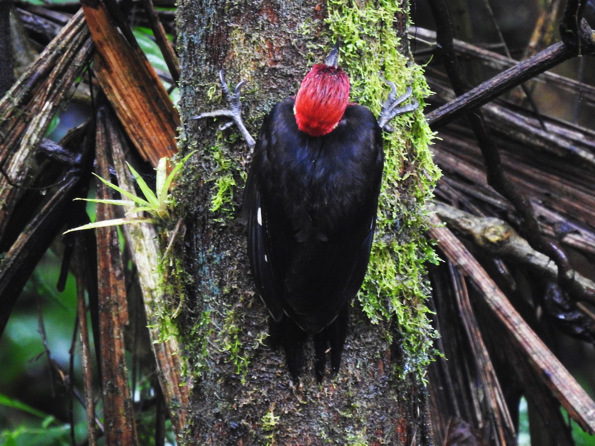 Crimson-bellied Woodpecker - ML628957699