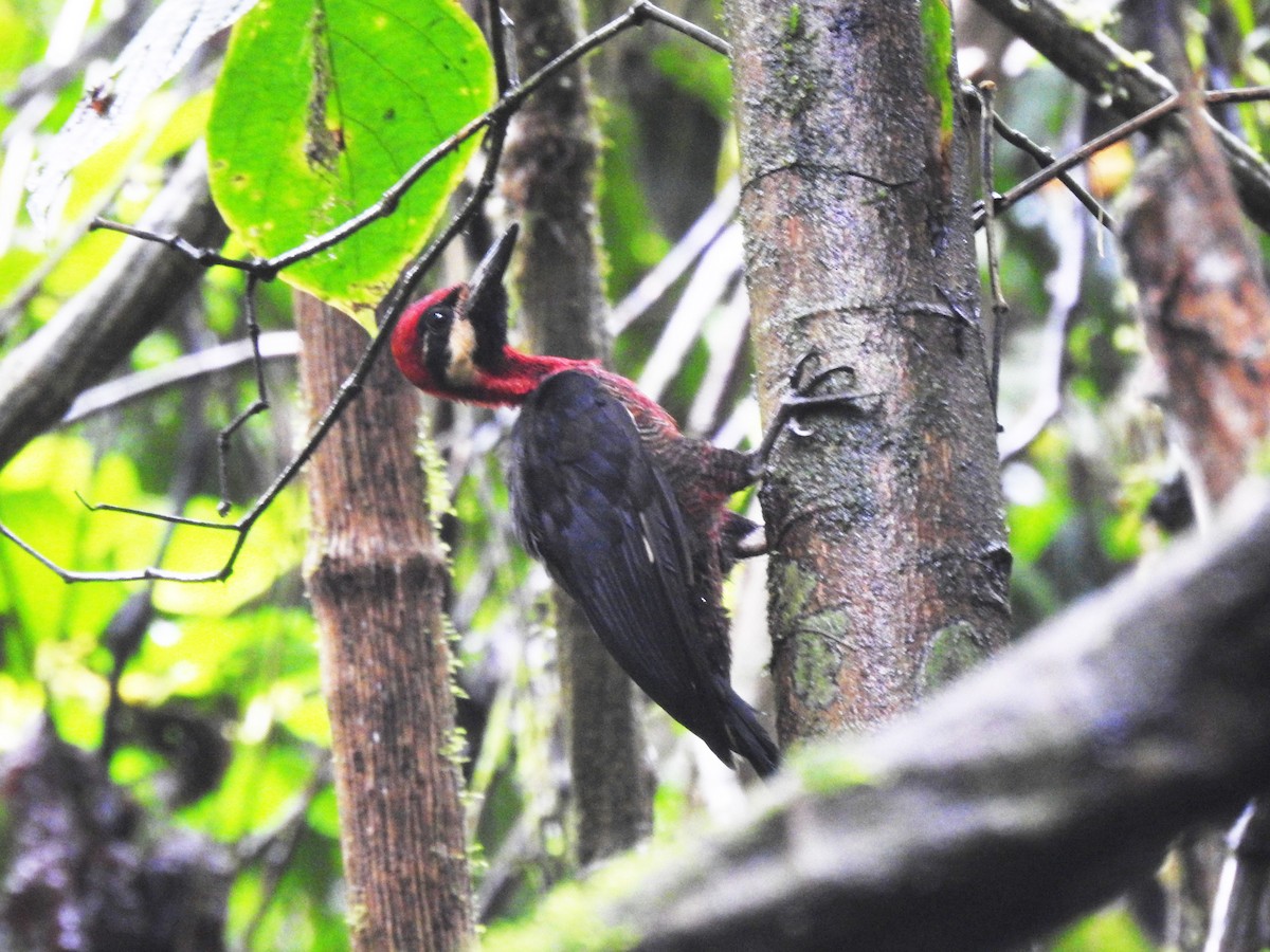 Crimson-bellied Woodpecker - ML628957700