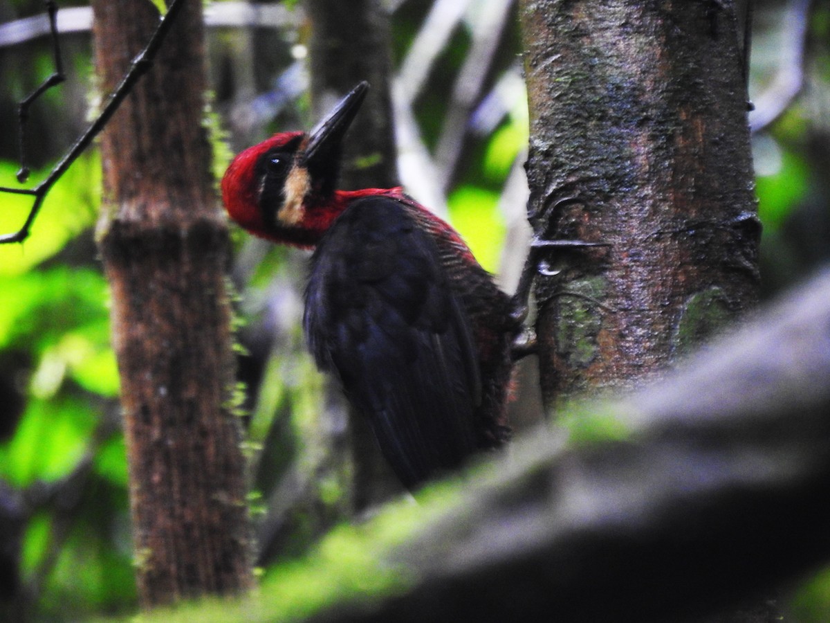 Crimson-bellied Woodpecker - ML628957701