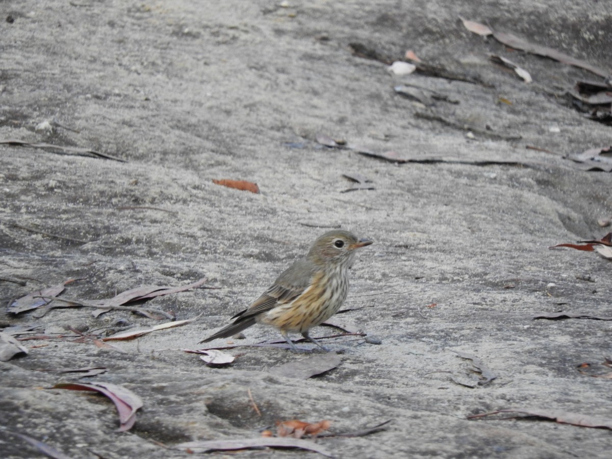 Rufous Whistler - ML628957716