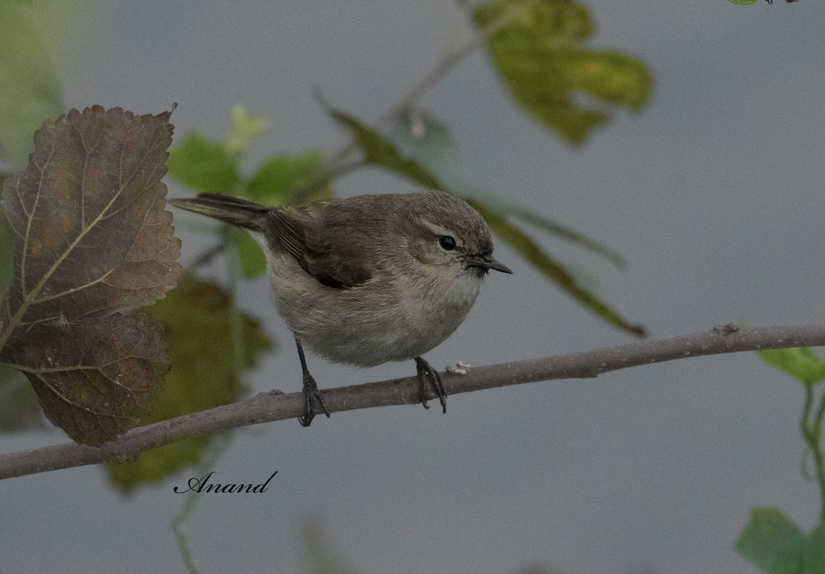 Common Chiffchaff - ML628957718