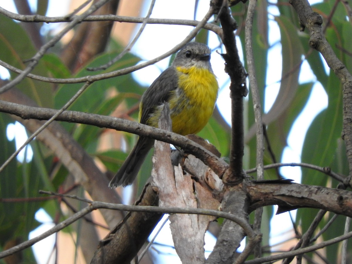 Eastern Yellow Robin - ML628957731