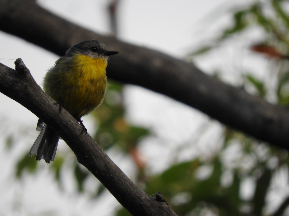 Eastern Yellow Robin - ML628957733