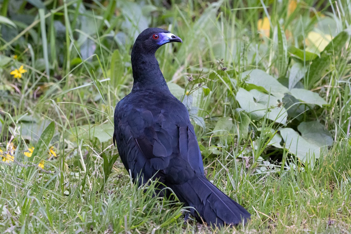 Black Guan - ML628957831