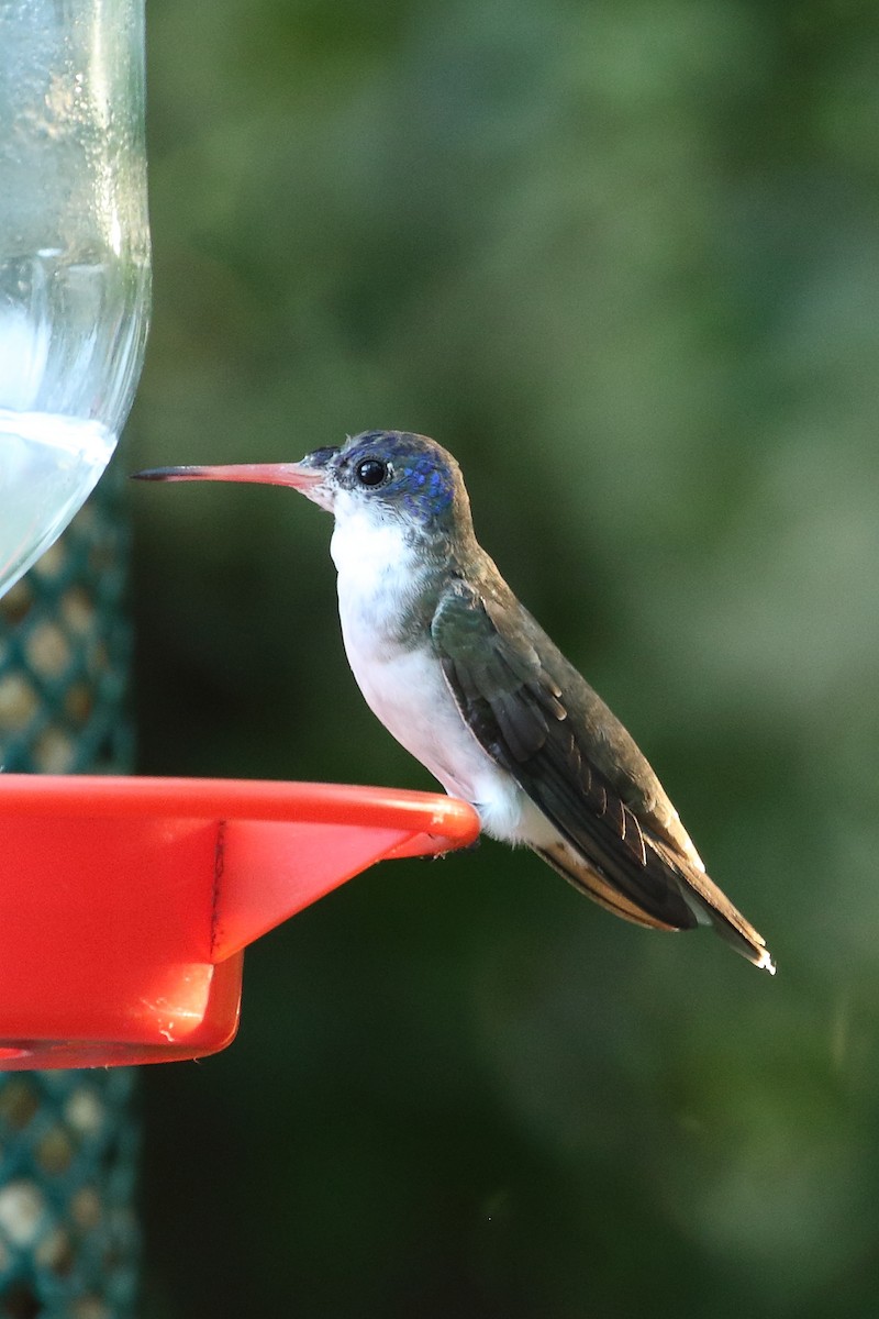Violet-crowned Hummingbird - ML628957906