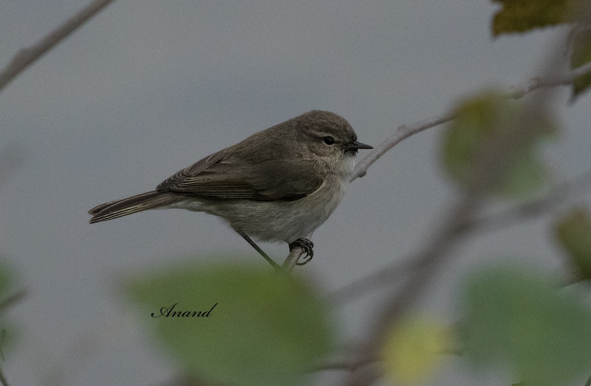 Common Chiffchaff - ML628957907