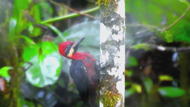 Crimson-bellied Woodpecker - ML628957940