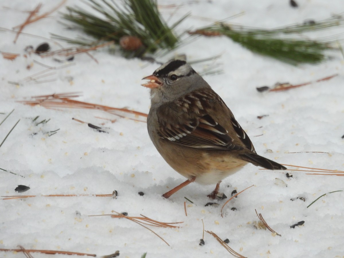White-crowned Sparrow - ML628957998