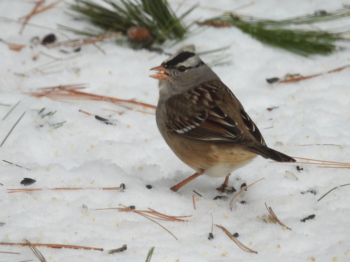 White-crowned Sparrow - ML628957999