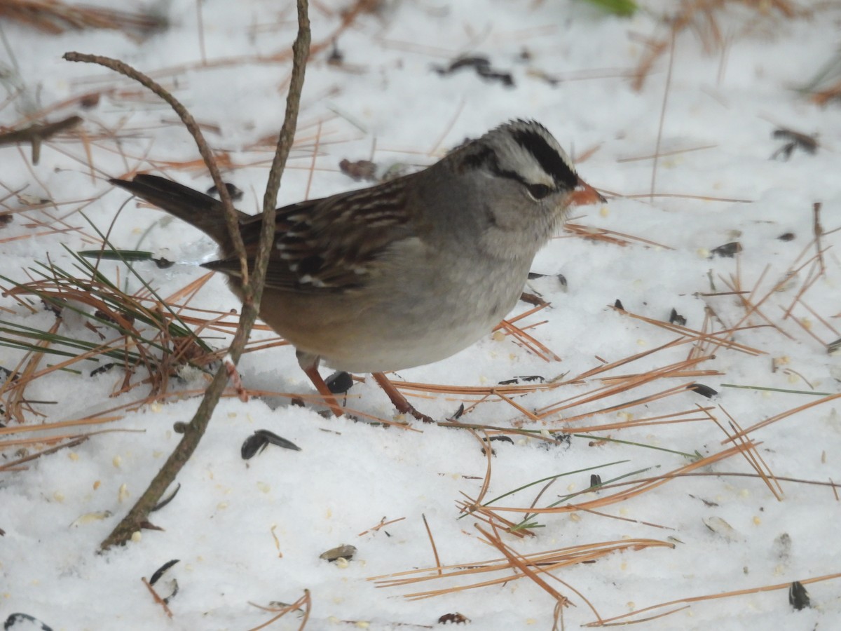 White-crowned Sparrow - ML628958000