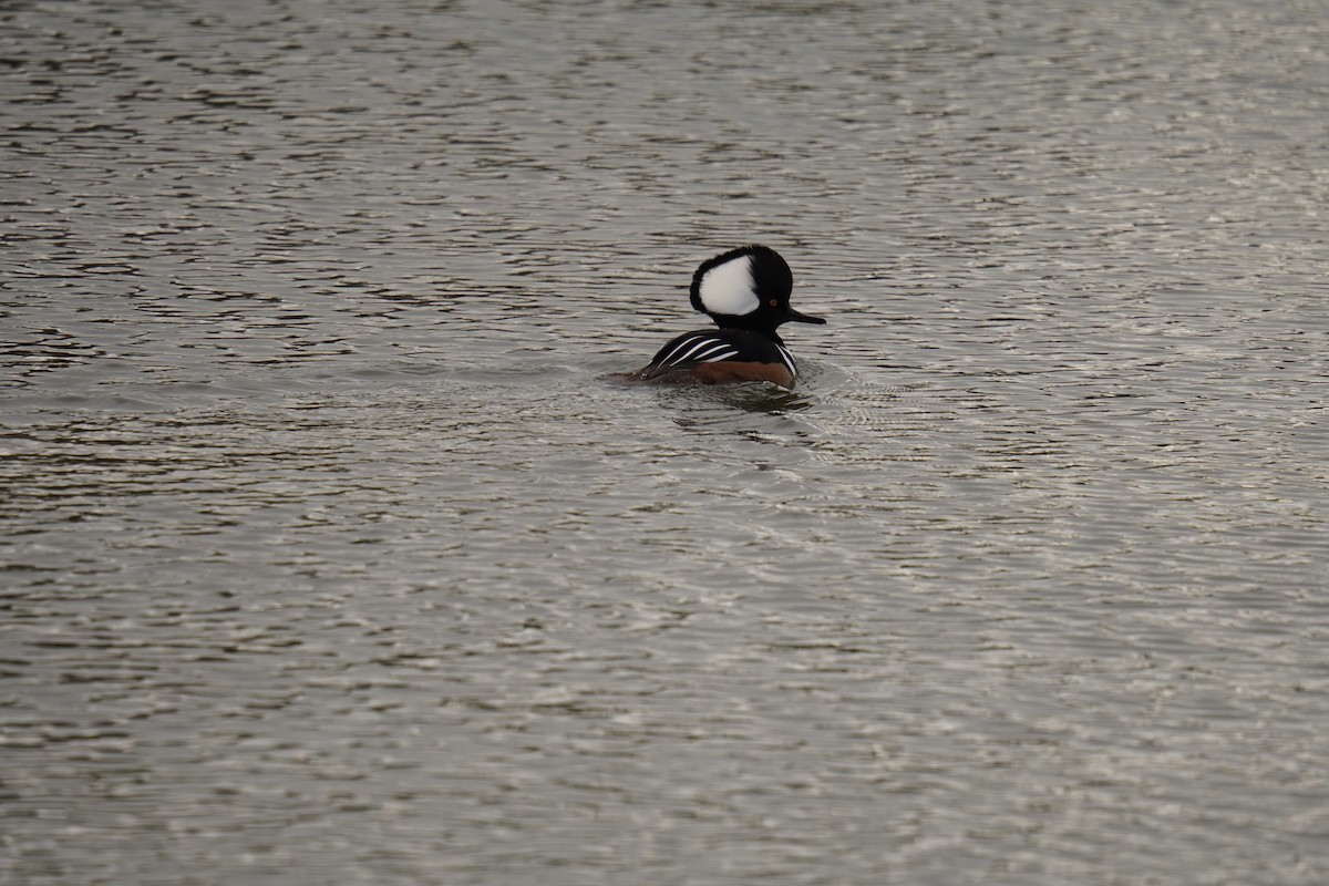 Hooded Merganser - ML628958007