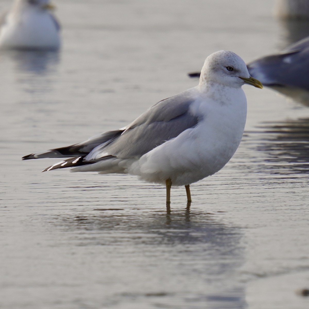 Short-billed Gull - ML628958081