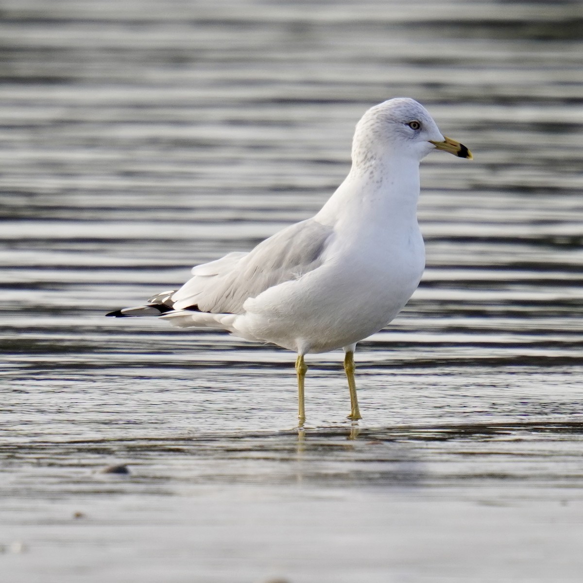 Ring-billed Gull - ML628958087