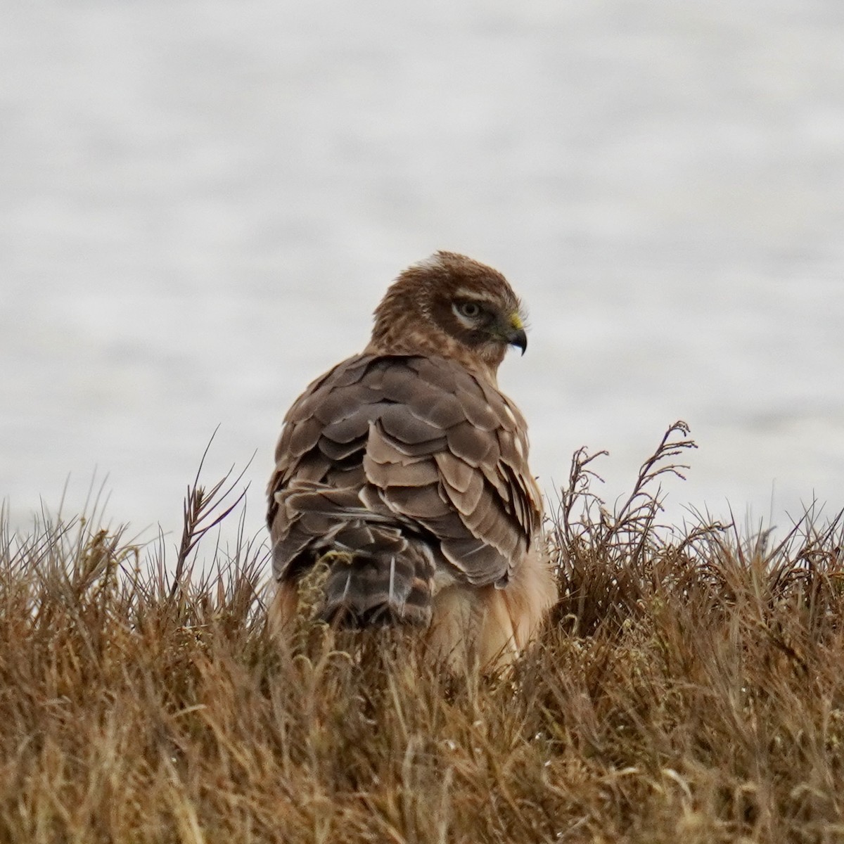 Northern Harrier - ML628958137