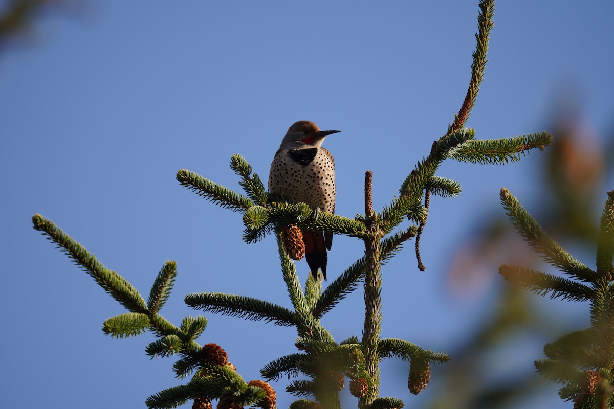 Northern Flicker - ML628958166