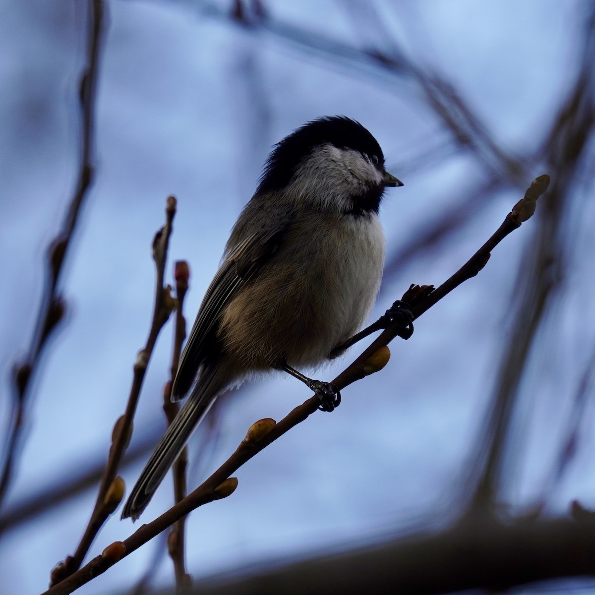 Black-capped Chickadee - ML628958189