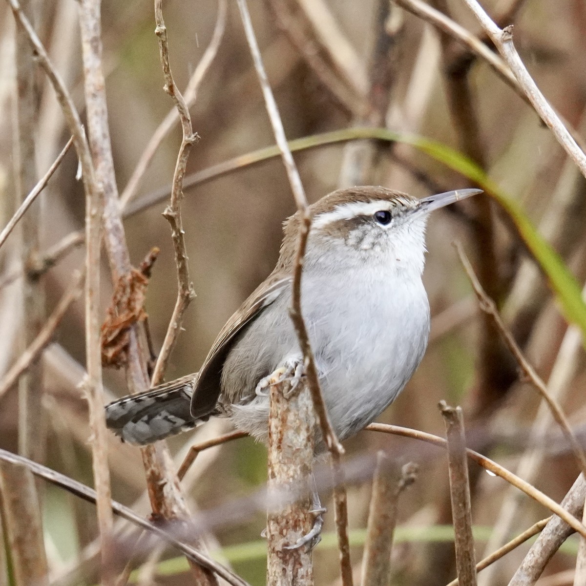 Bewick's Wren - ML628958244