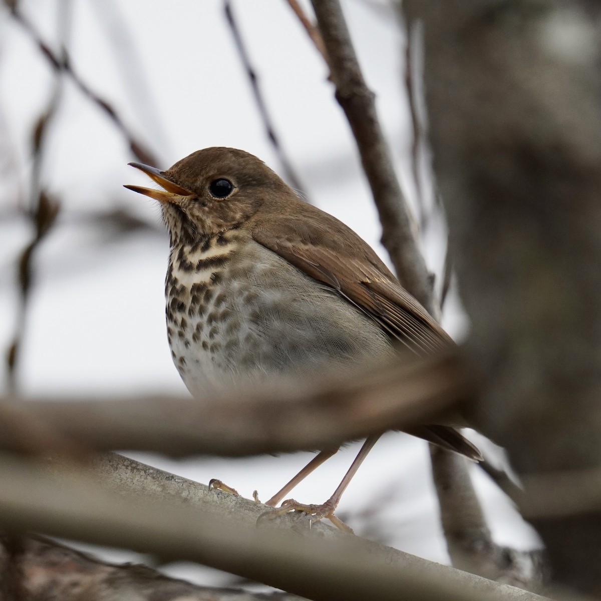 Hermit Thrush - ML628958251