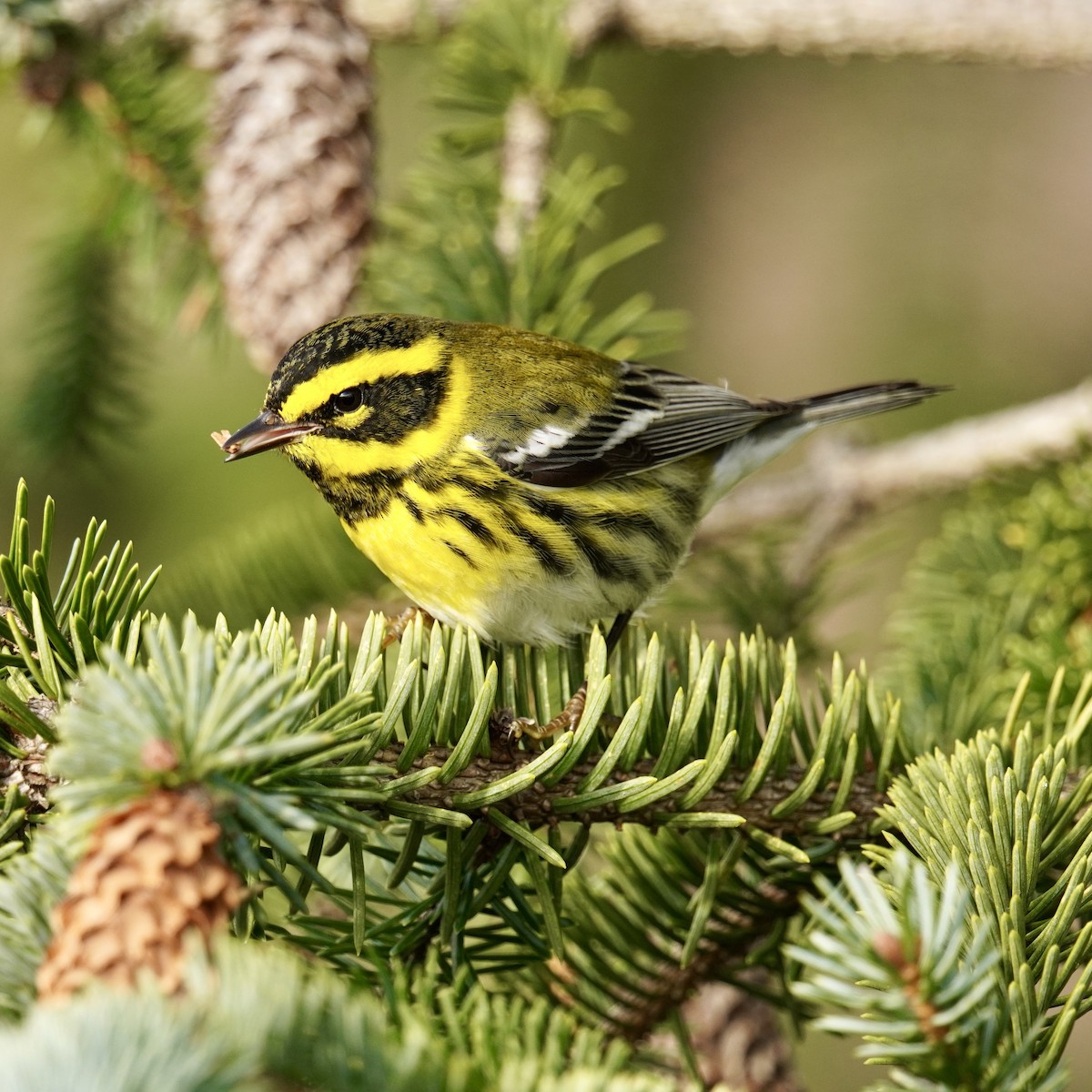 Townsend's Warbler - ML628958278