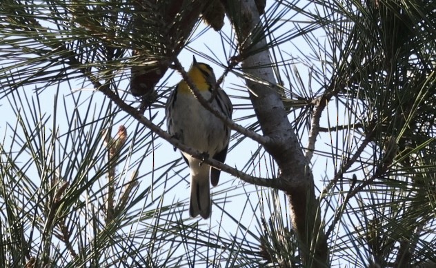 Grace's Warbler - ML628958326