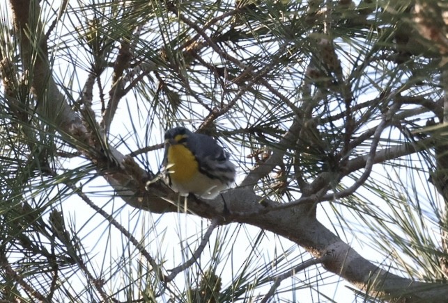 Grace's Warbler - ML628958327