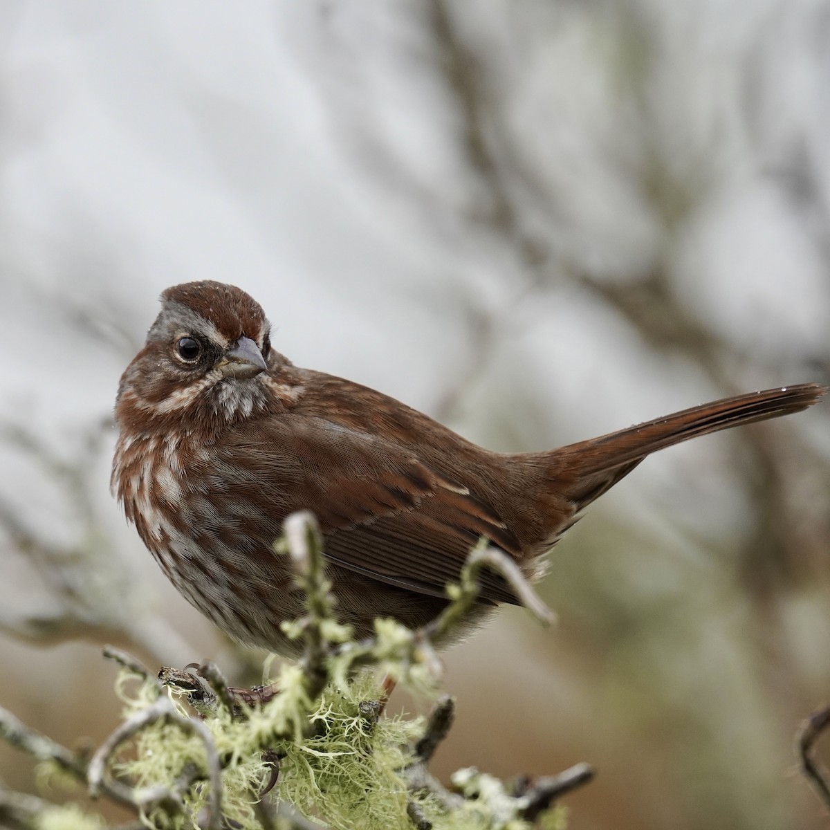 Song Sparrow - ML628958340
