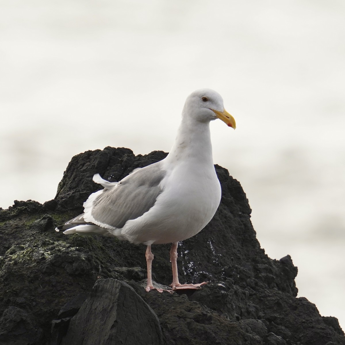 Gaviota Occidental - ML628958406