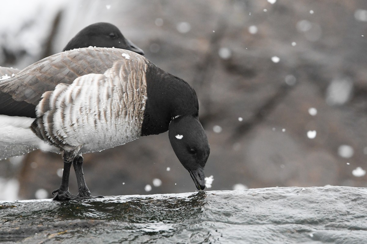 Brant (Atlantic) - ML628958655