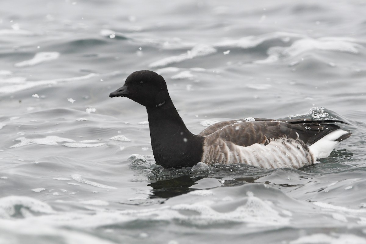 Brant (Atlantic) - ML628958714