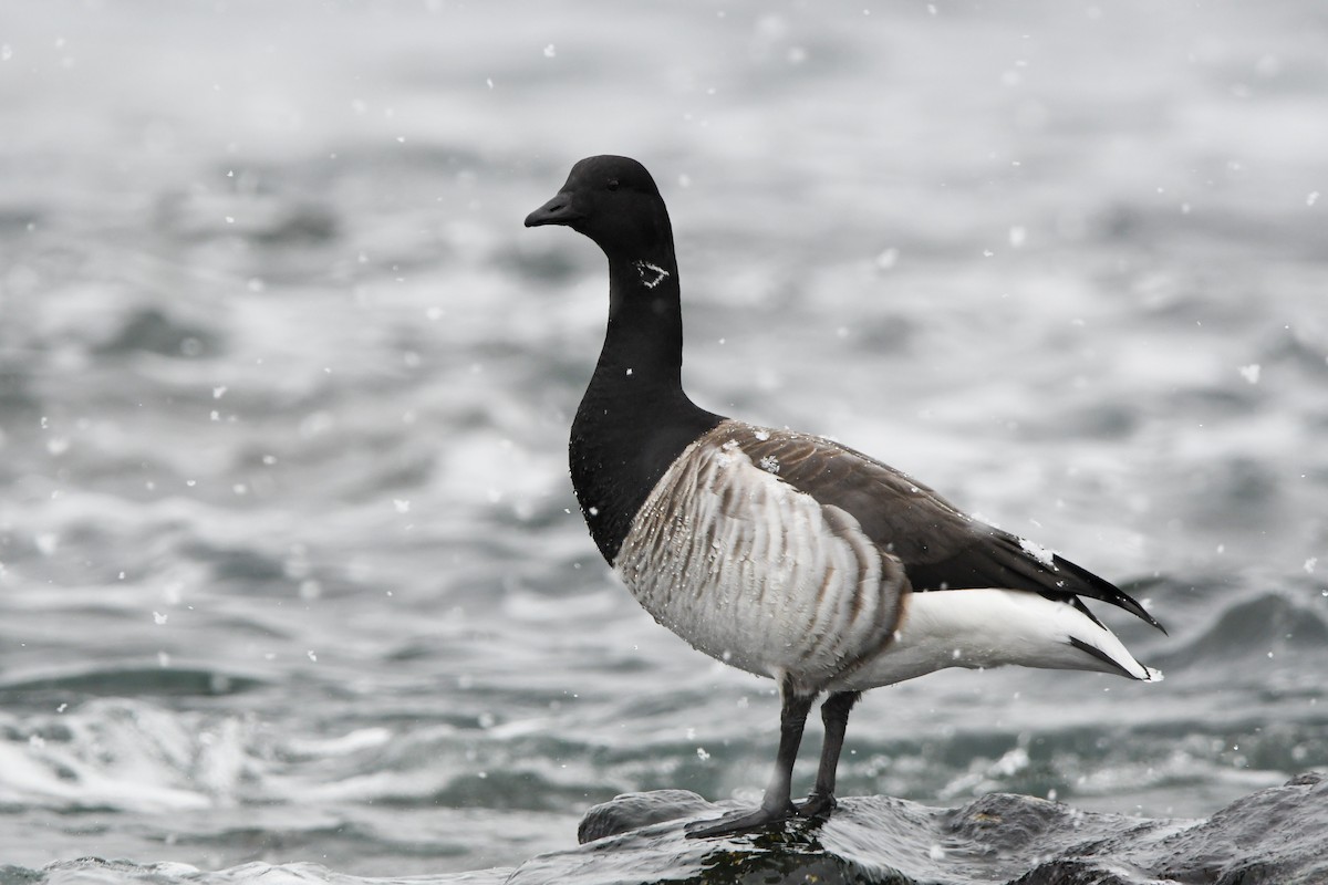 Brant (Atlantic) - ML628958722